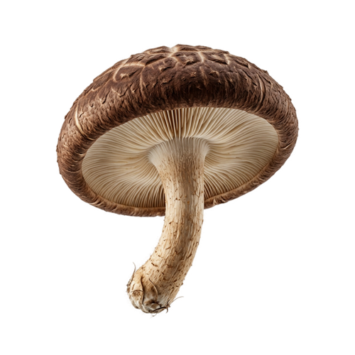 Gourmet Mushroom